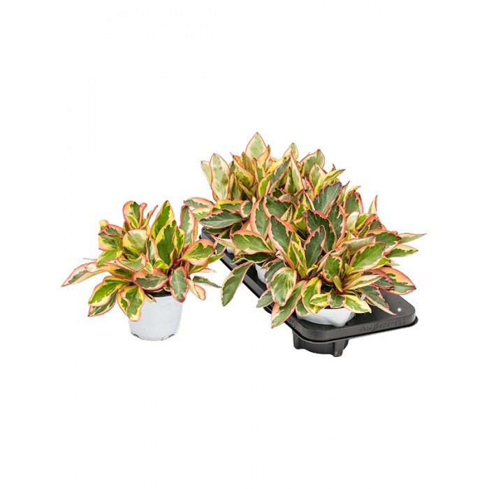 peperomia-obtusifolia-jeli