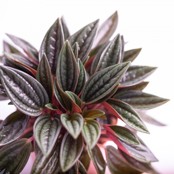 peperomia-rosso