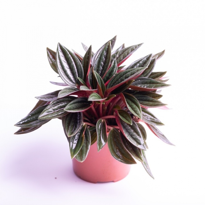 peperomia-rosso01_1896748268
