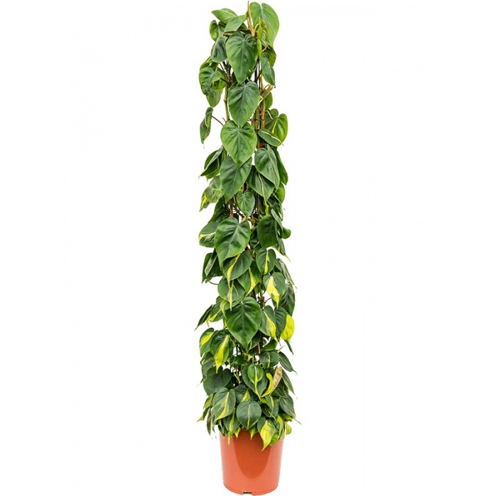 philodendron_scandens_brasil_2016510186