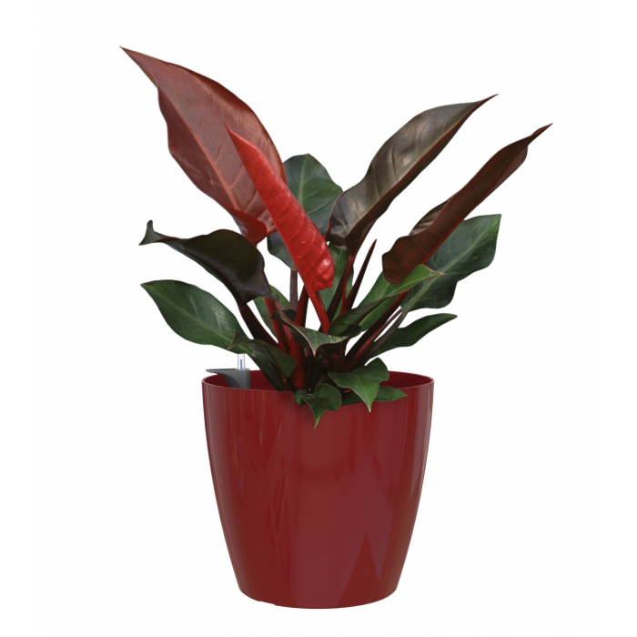 plastic-pot-recyclable-planter-glossy-indoor-dark-red-plant