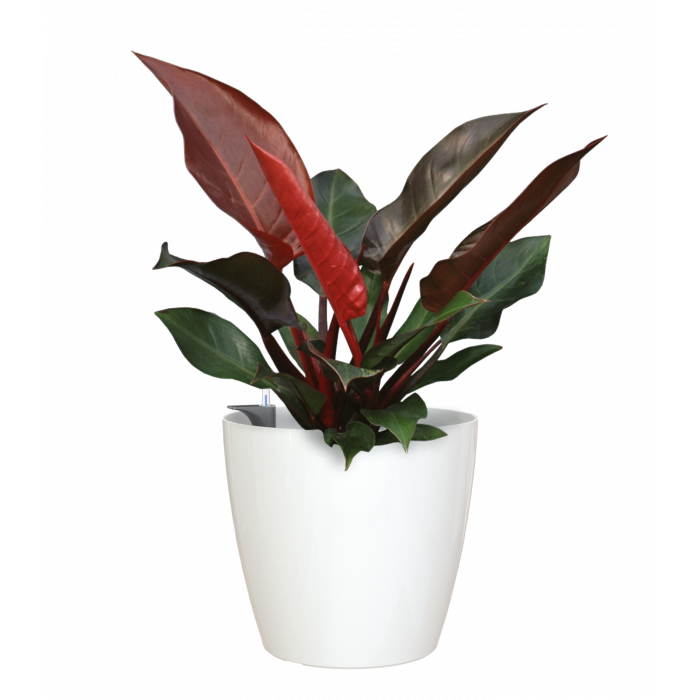 plastic-pot-recyclable-planter-glossy-indoor-white-plant-1_1903992061