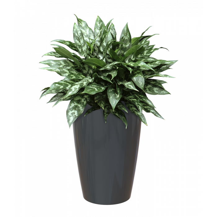 plastic-pot-recyclable-planter-tall-anthracite-plant-1_msolata