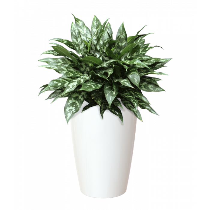 plastic-pot-recyclable-planter-tall-white-plant-1_1446108986