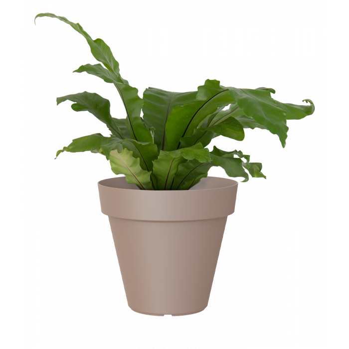 plastic-pot-recyclable-planter-taupe-plant_484054732