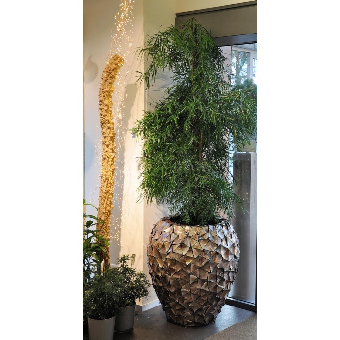 shell-kaspo-gyongyhazbarna-04