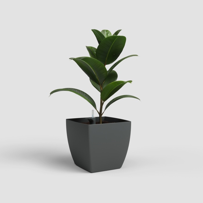 siena_onontozovel_antracit_ficus_1512574001